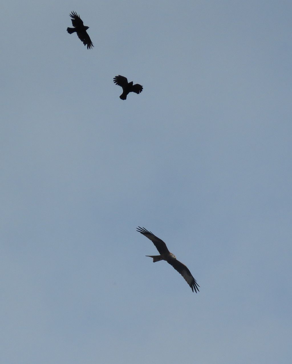   Red Kite and Carrion Crow 